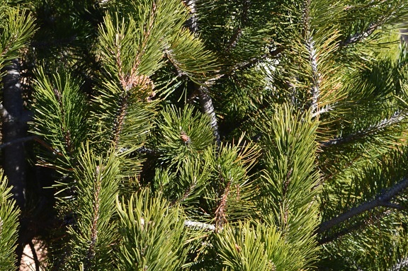 nature, evergreen, conifer, branch, pine, tree, plant, forest