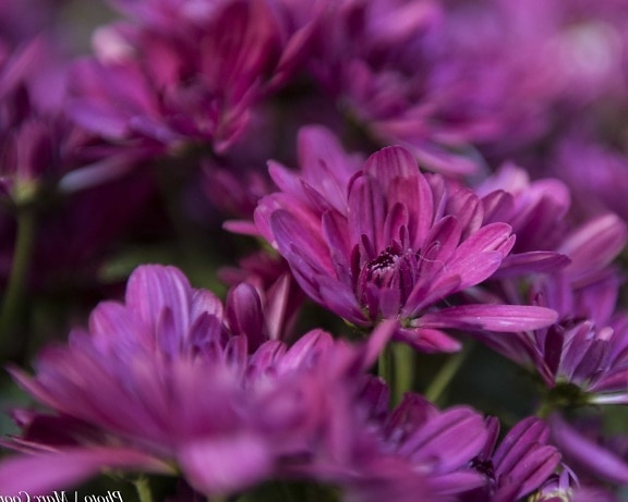 Фиолетовый цветок, Лепесток, природа, лето, лист, Сад, розовый, завод