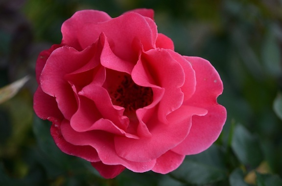 λουλούδι, κόκκινο τριαντάφυλλο, Κήπος, φύση, πέταλο, φυτό, ροζ