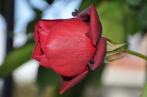 Crvena ruža, vrt, priroda, list, cvjetni Bud, latica, biljka, Blossom