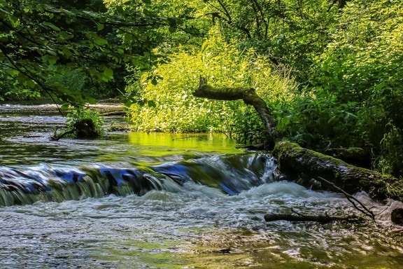河流, 木材, 景观, 自然, 小溪, 树叶, 树, 水