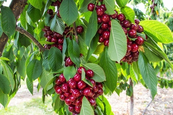orchard, red cherry, fruit, nature, leaf, food, tree, plant, branch
