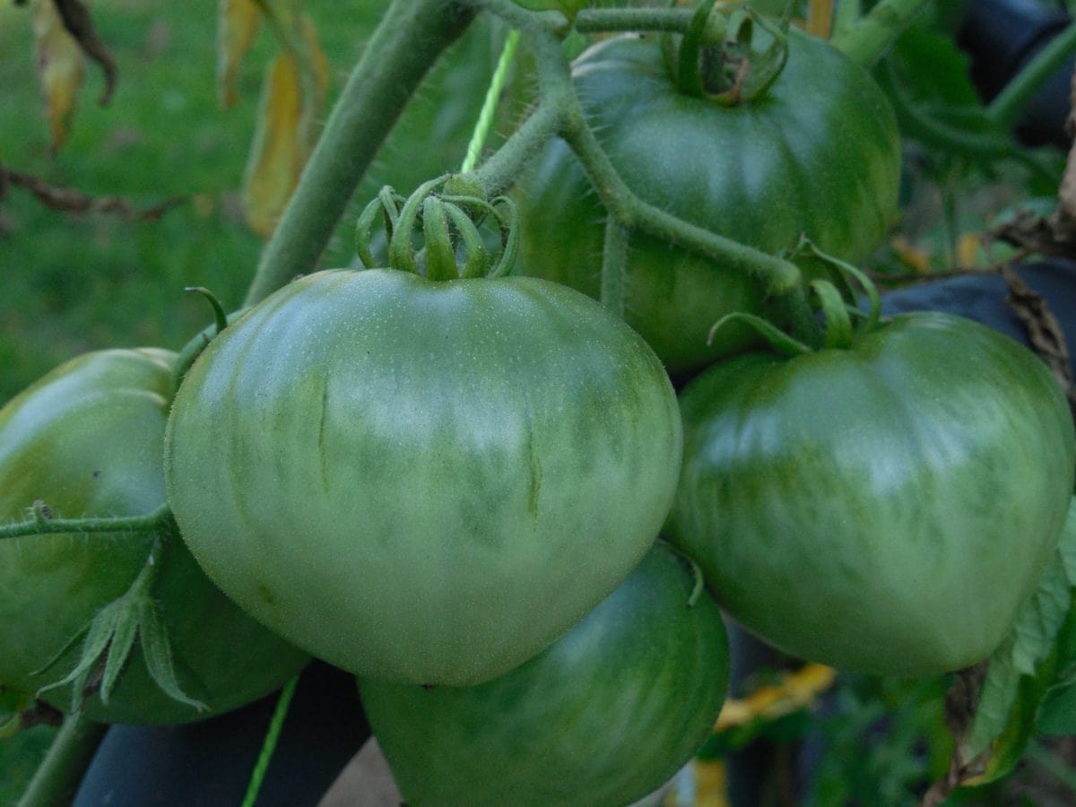 grön tomat, jordbruk, mat, vegetabiliska, natur, trädgård, gröna blad