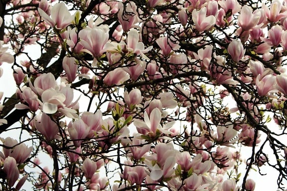 Magnolia, træ, blad, gren, blomst, natur, have