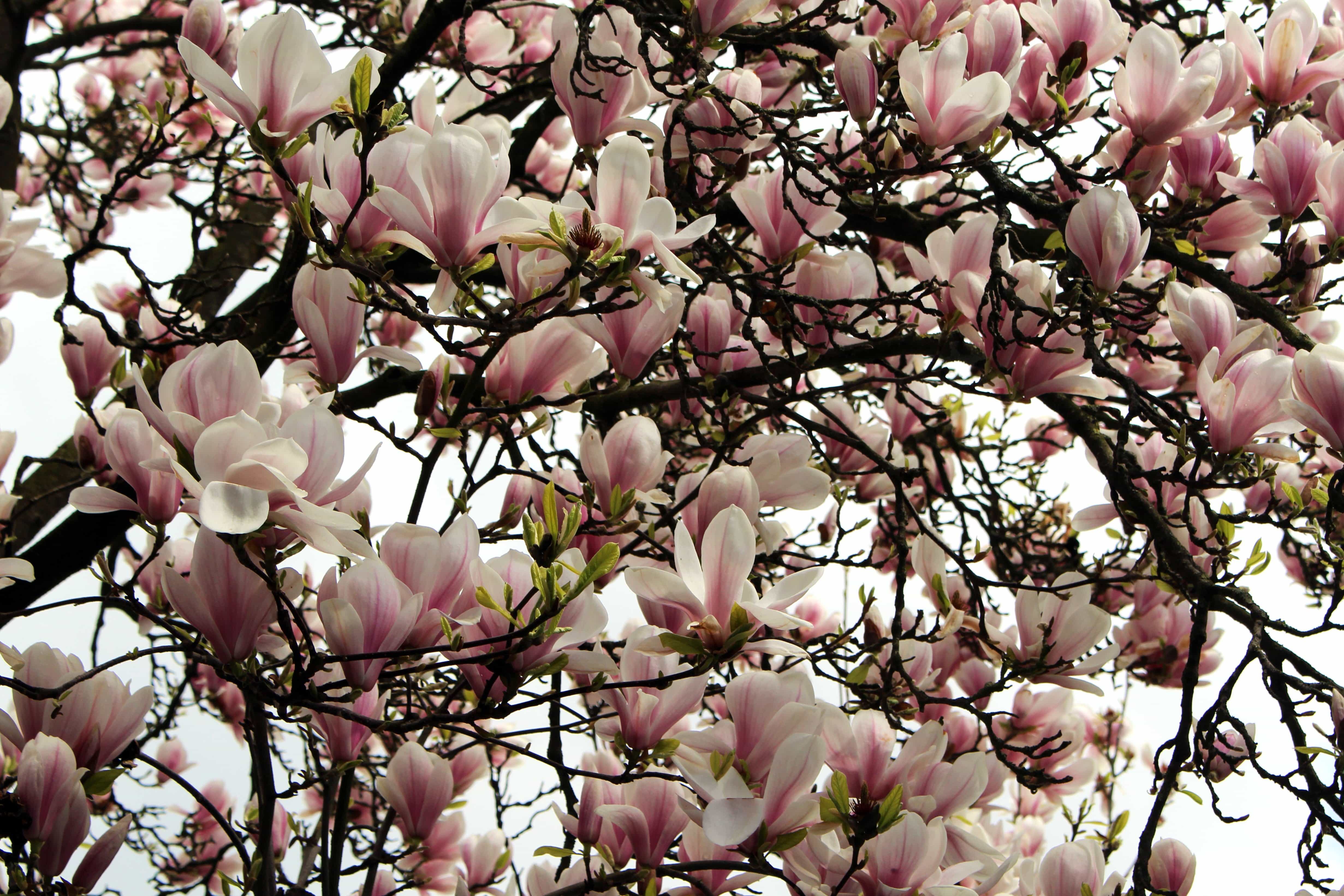 Imagen gratis: Magnolia, árbol, hoja, rama, flor, naturaleza, jardín