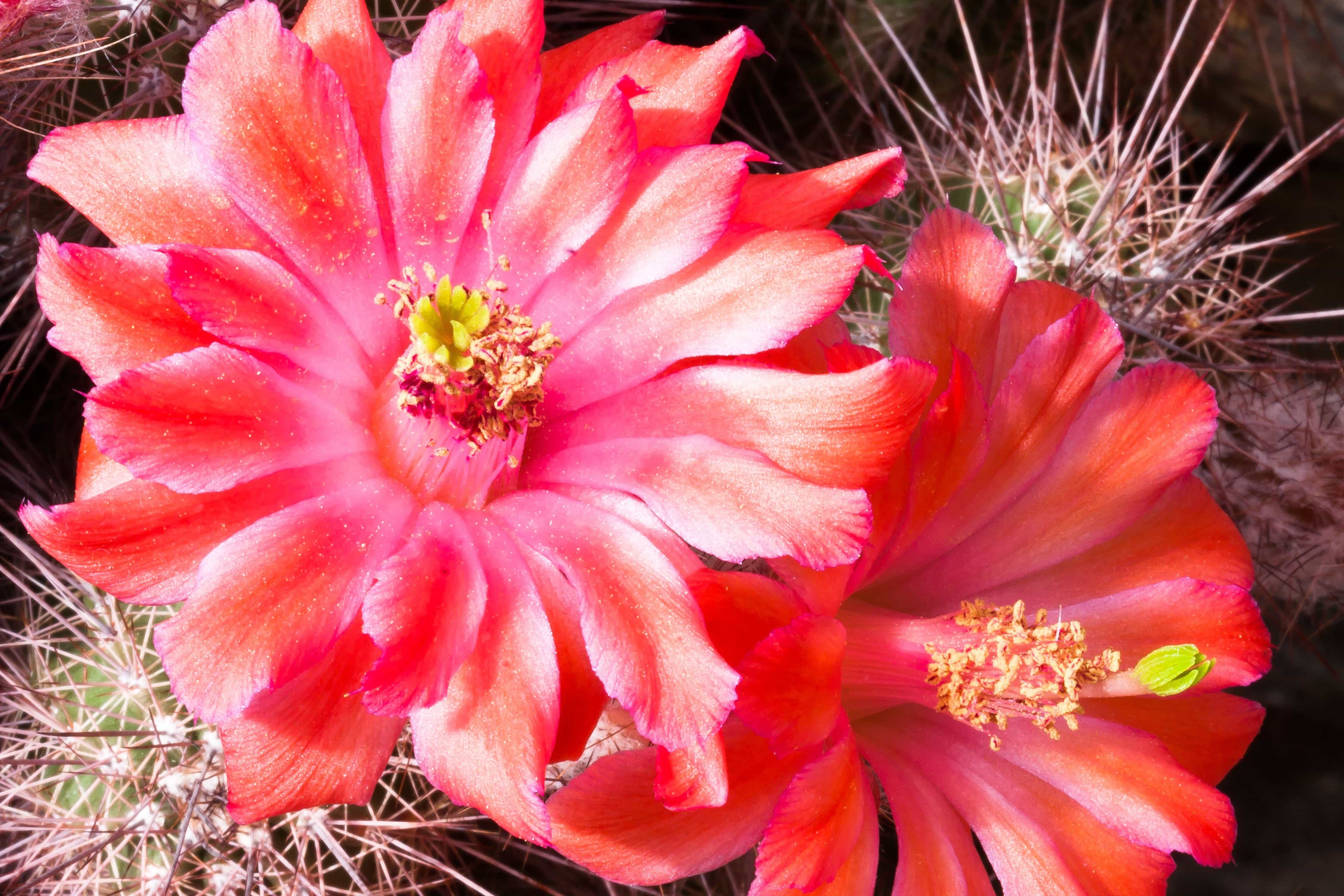 フリー写真画像 サボテン 庭 赤い花 自然 ピンク 花びら 花 植物 ブルーム