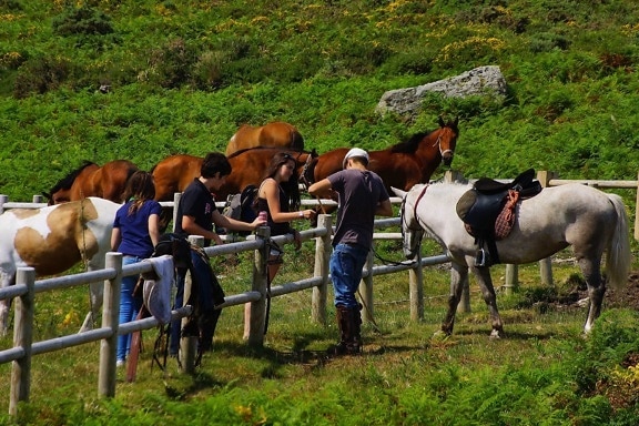 hest, kavaleri, mennesker, dyr, gress, Ranch, utendørs