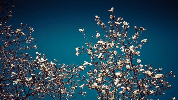 flor blanca, Magnolia, rama, árbol, cielo azul, hierba