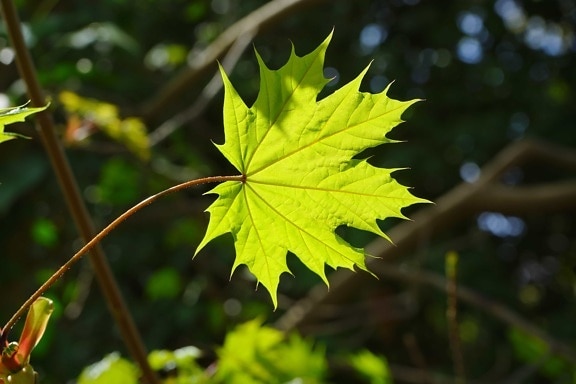grønt blad, natur, have, træ, plante, solskin, løv, skov, efterår