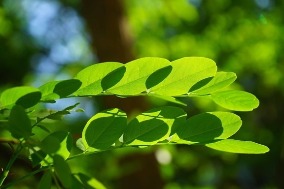 groen blad, natuur, zomer, plant, boom, bos, loof, tak