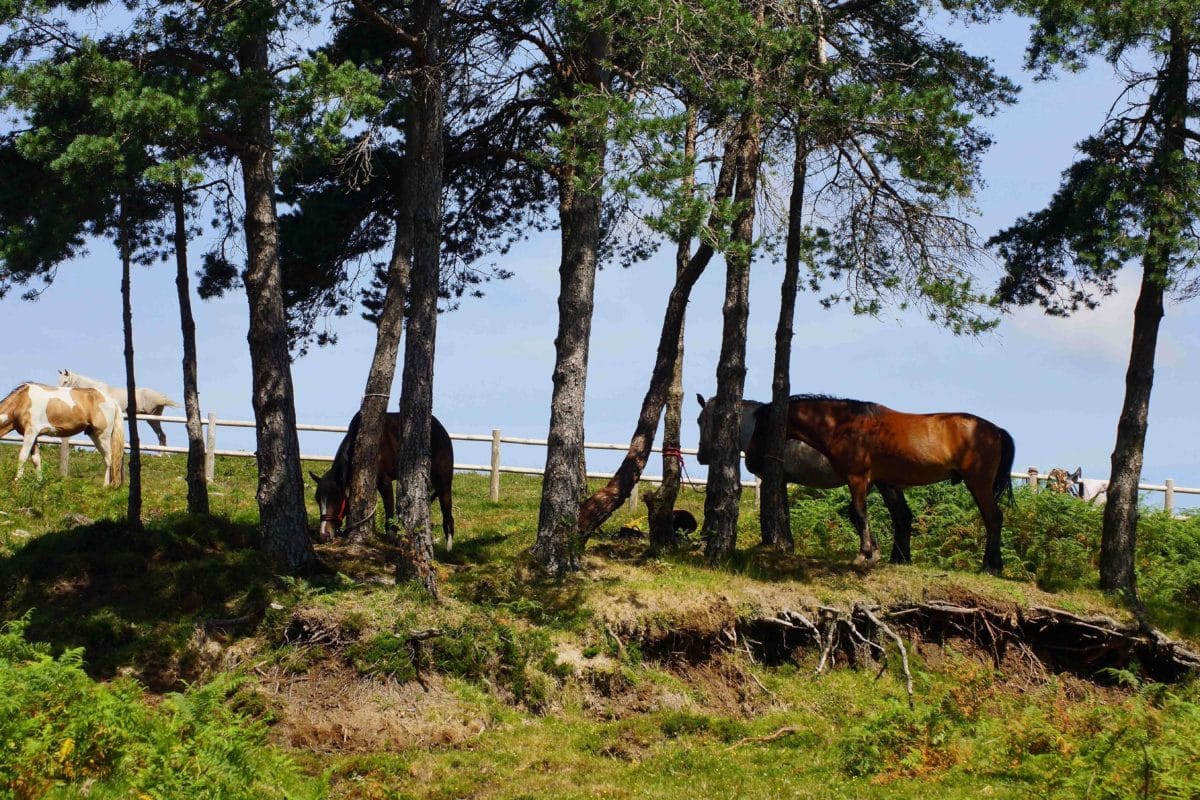 horse, shadow, nature, grass, wood, landscape, summer, tree, agriculture