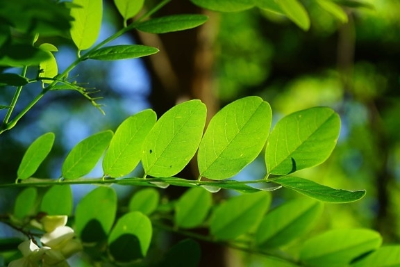 Зелена листа, природа, екология, лято, растение, дърво, клон, на открито