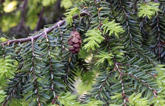 nature, pine, evergreen, branch, tree, plant, conifer, outdoor