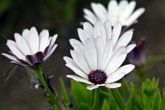Κήπος, πράσινο φύλλο, λευκό λουλούδι, φύση, καλοκαίρι, άνθος, πέταλο, Λιβάδι, φυτό