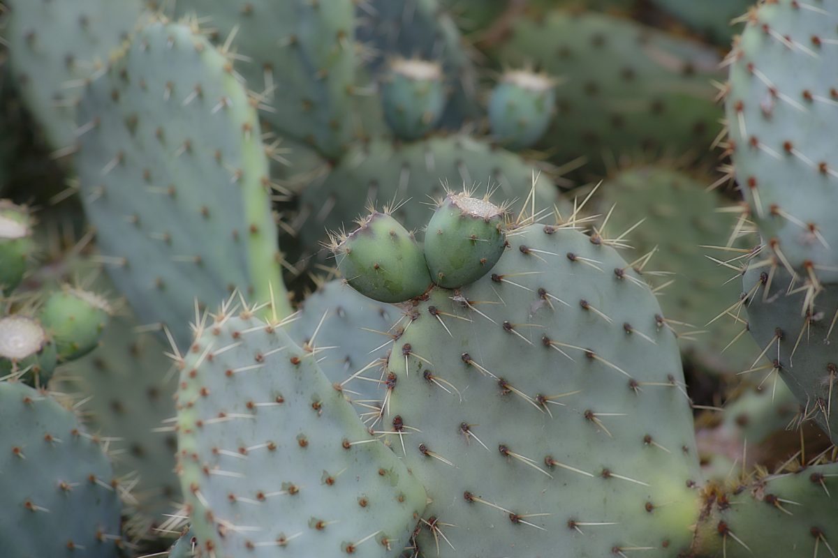 cactus, Spike, Sharp, agave, naturaleza, desierto, seco
