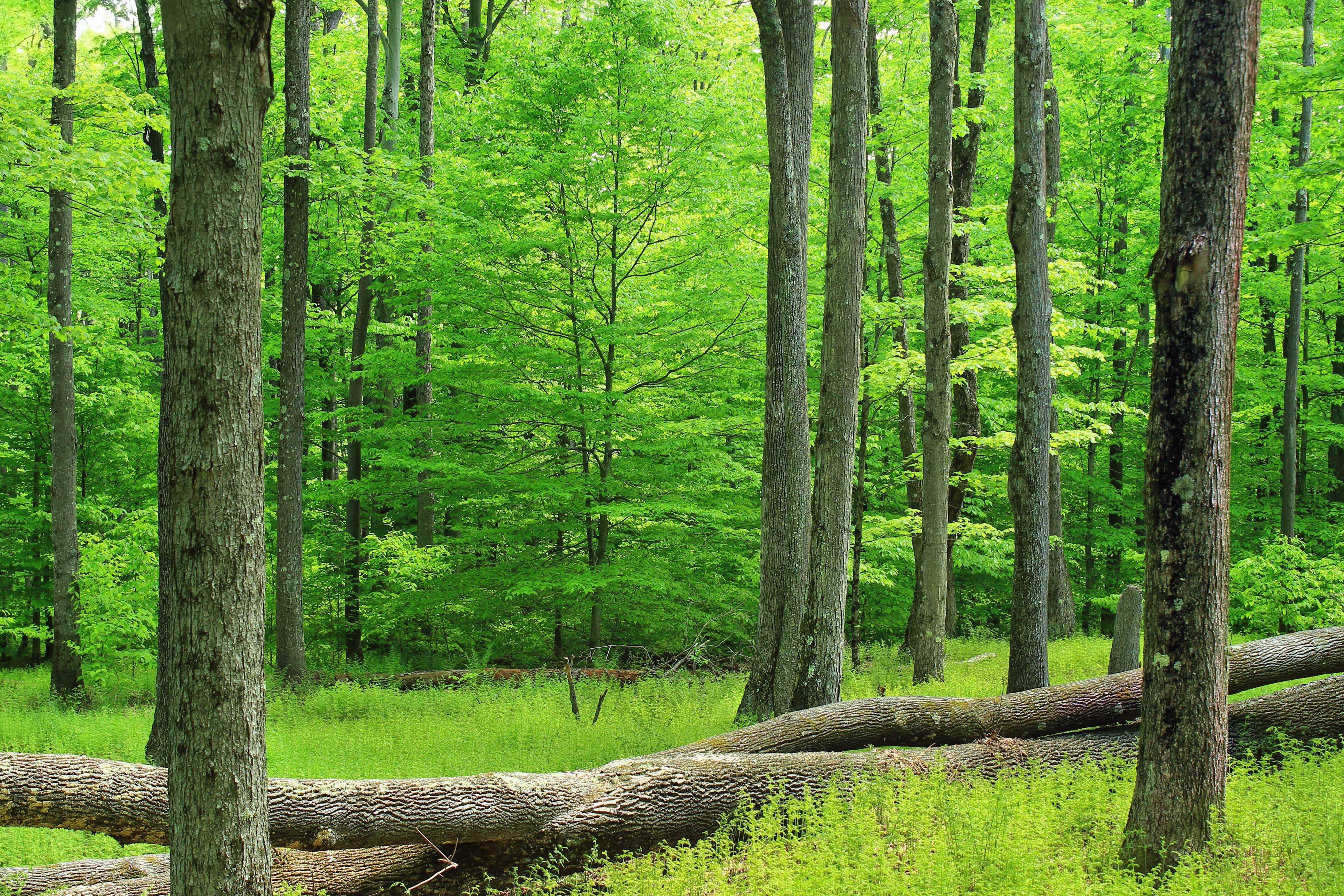 Hình ảnh miễn phí: Thiên nhiên, gỗ, cây xanh, mùa hè, lá, cây, phong cảnh,  môi trường