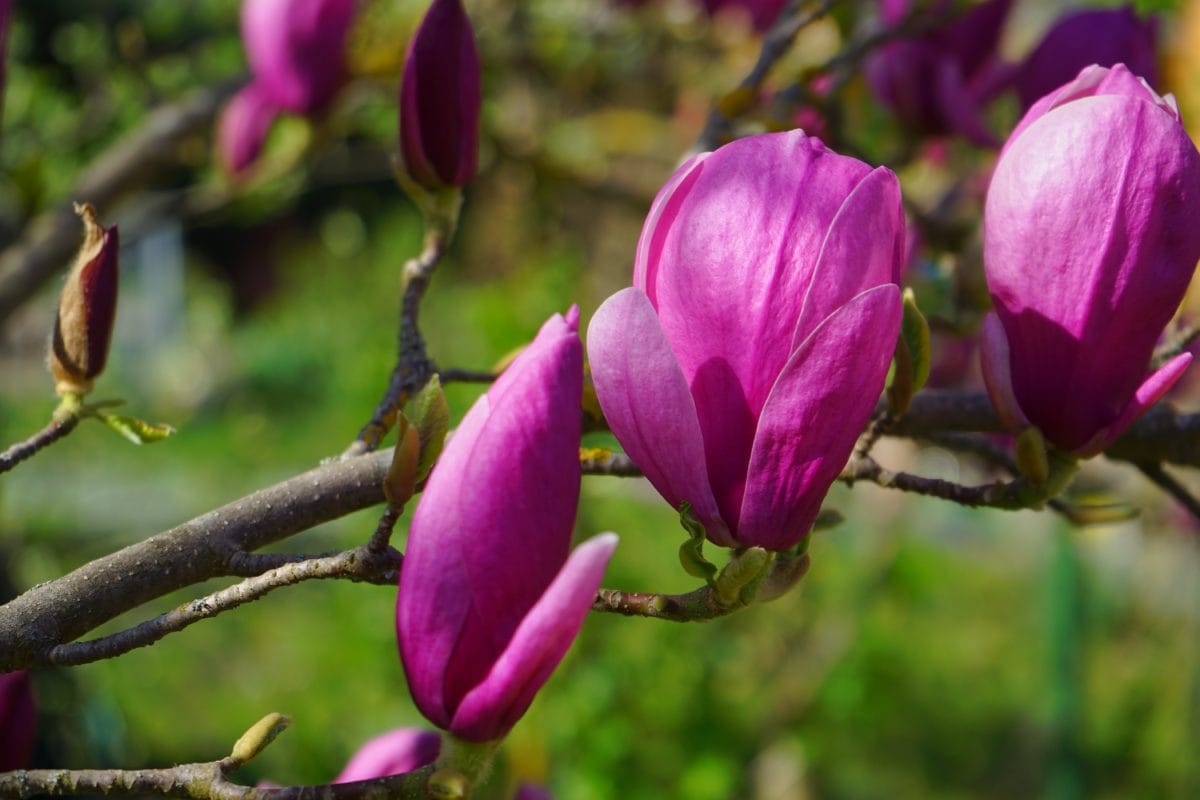 árbol de la magnolia, flor, jardín, hoja, naturaleza, Pétalo, planta
