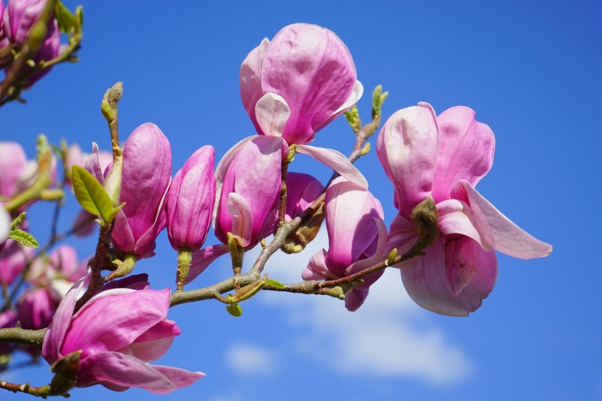 blå himmel, Magnolia, have, blad, smuk, træ, natur, kronblad, blomst, filial