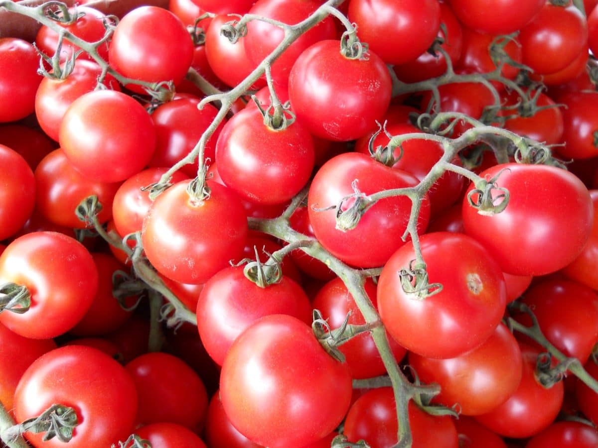 tomat yang lezat, sayur, merah, gizi, makanan
