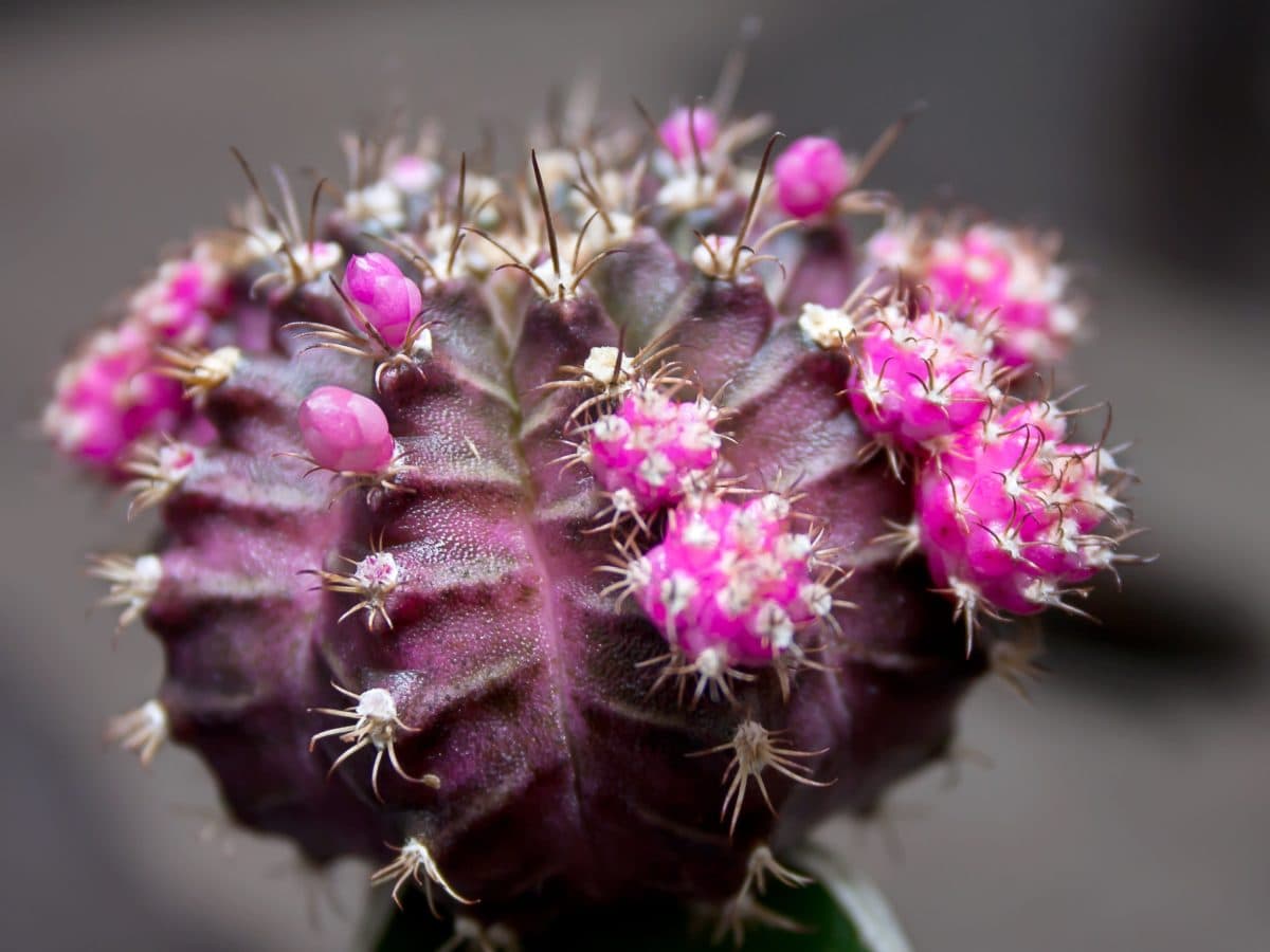 pink cactus, sharp, spike, nature, flower, herb, plant