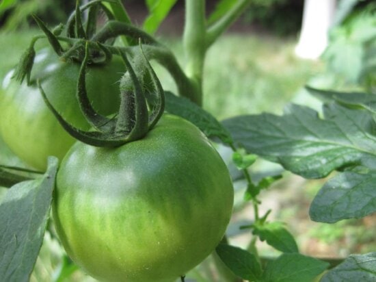Unreife, grüne Tomate, grünes Blatt, Gemüse, Garten, Nahrung, Natur, Landwirtschaft