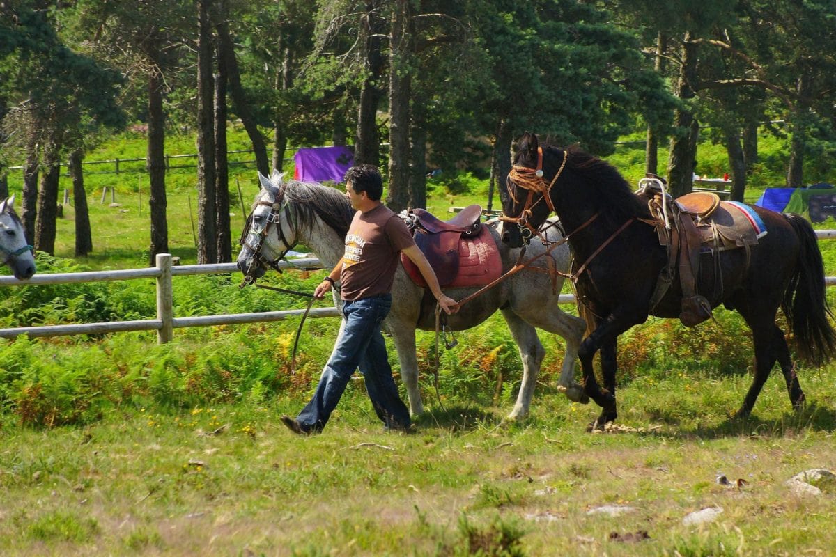 cavalry, horse, sport, animal, cowboy, grass, tree, outdoor