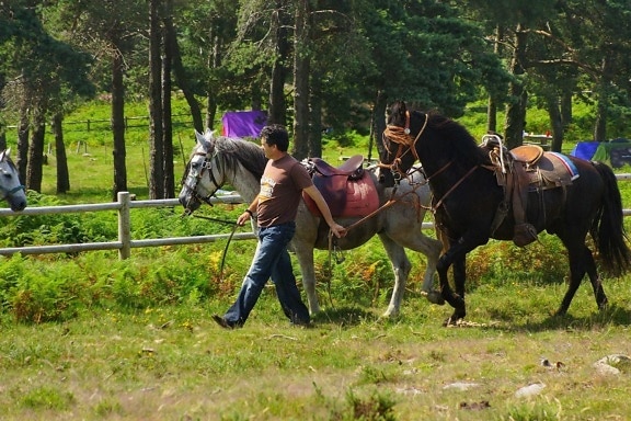 Конный, лошадь, спорт, животное, ковбой, трава, дерево, на открытом воздухе