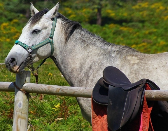 hvit hest, dyr, gress, kavaleri, natur, hingst, equine, leder
