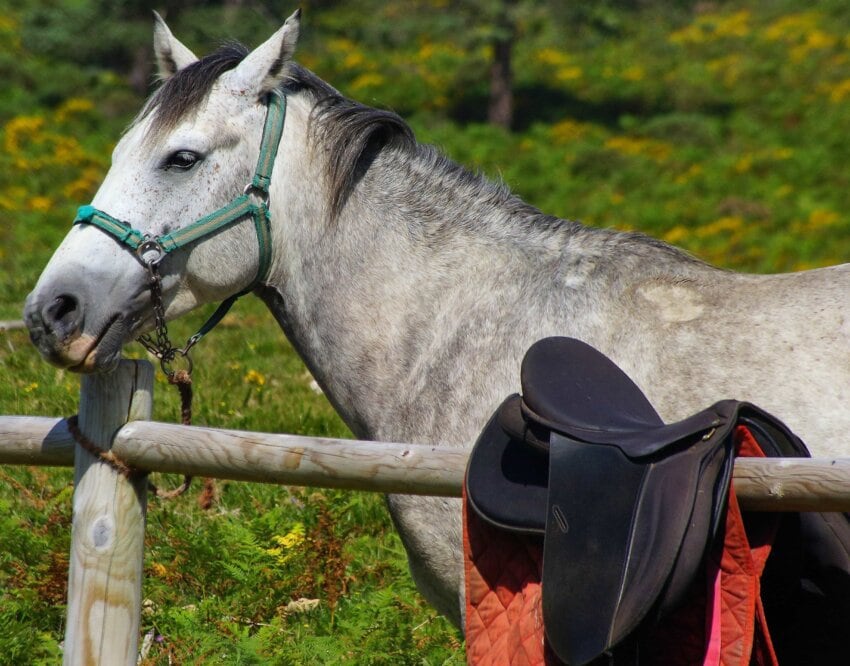 kuda cavalry equine stallion putih pixnio rino