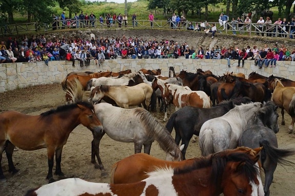 event, crowd, people, livestock, cattle, cavalry, horse, animal