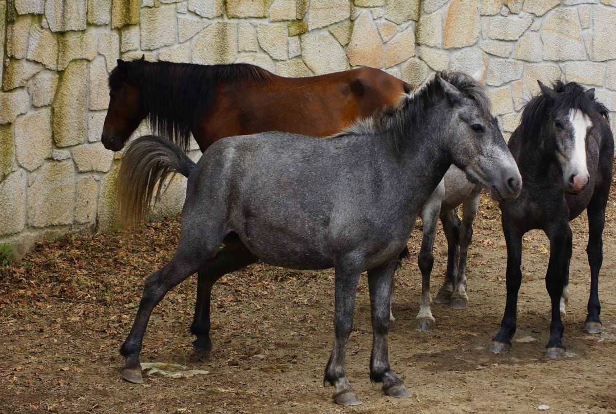 djur, grå häst, hingst, hästdjur, ponny, boskap, kavalleri