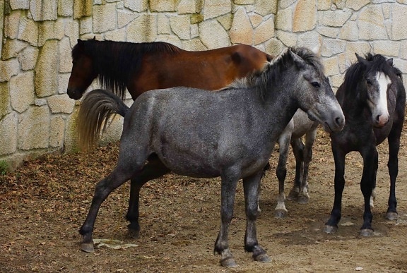 zviera, šedý kôň, žrebec, konské, pony, hospodárske zvieratá, jazdectvo