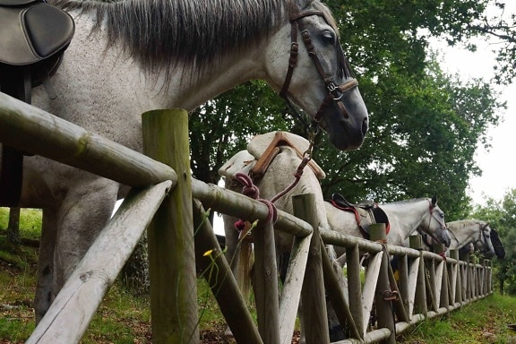 nature, fence, cavalry, white horse, animal, bridle, tree, outdoor