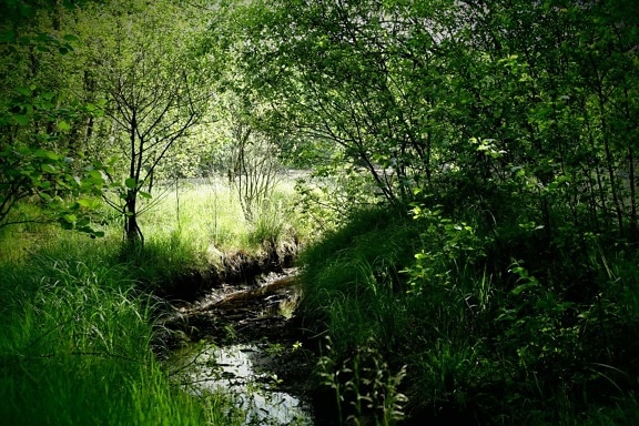 Doğa, çevre, ağaç, nehir, yeşil yaprak, peyzaj, ahşap, orman