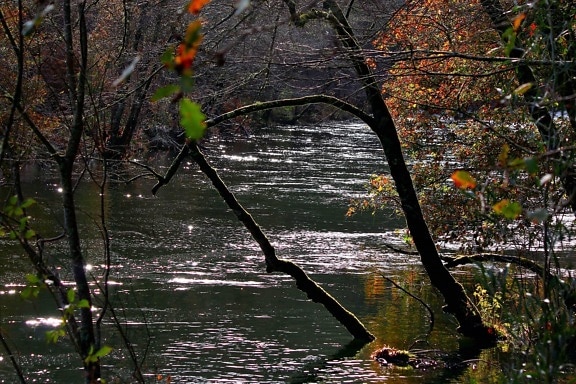 Príroda, pobočka, rieka, krajina, strom, drevo, voda, jeseň