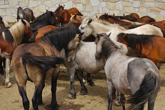 кавалерия, животновъдство, кон, животно, ранчо, трева, каменна стена, едър рогат добитък
