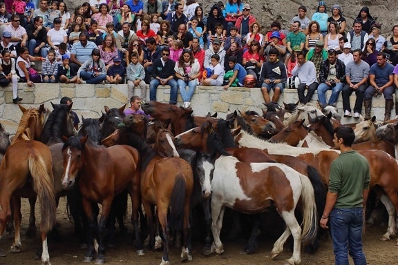 kavalleri, människor, häst, Cowboy, djur, Ranch, person, Ground