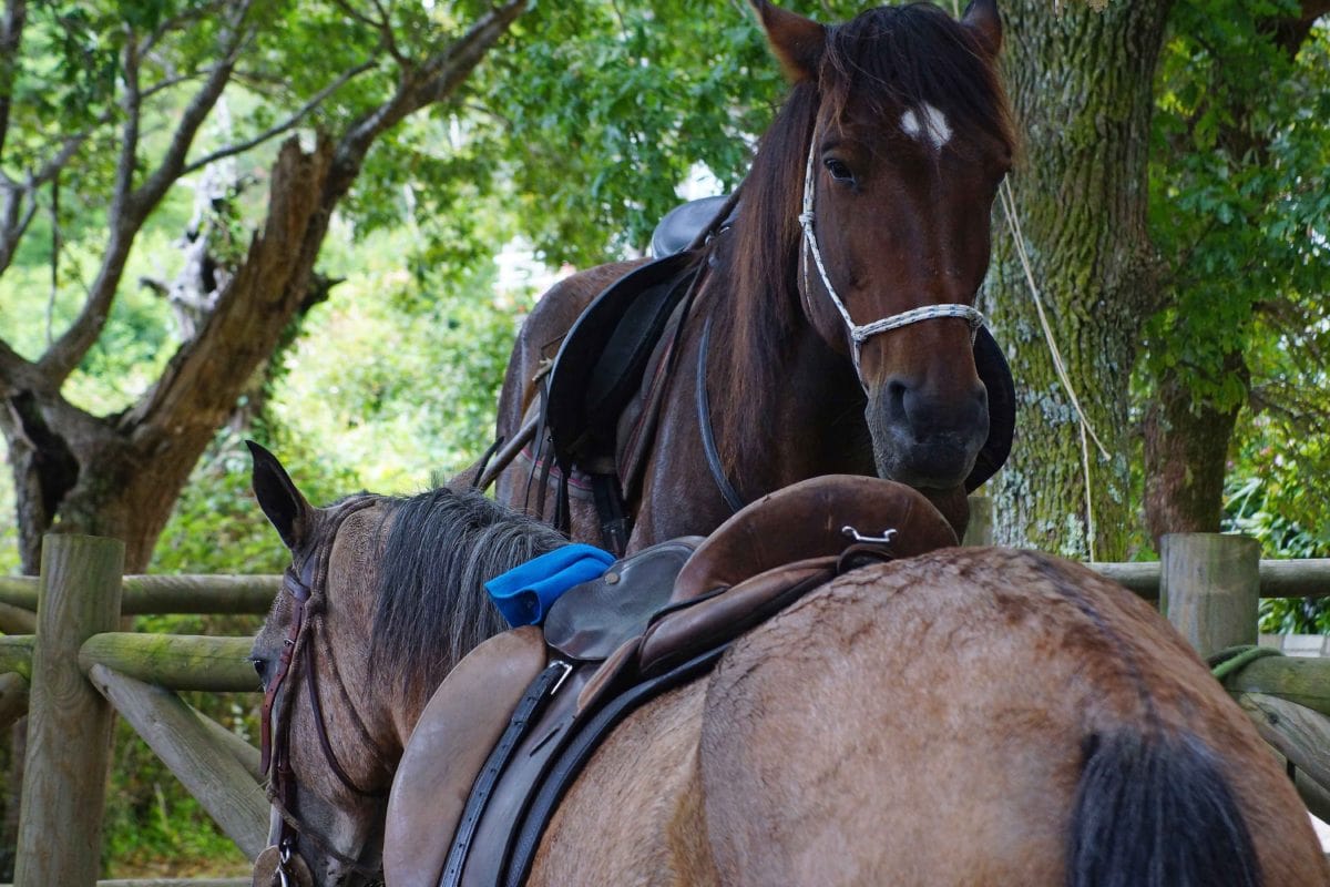 Cavalleria, cavallo marrone, natura, animale, stallone, equino, marrone