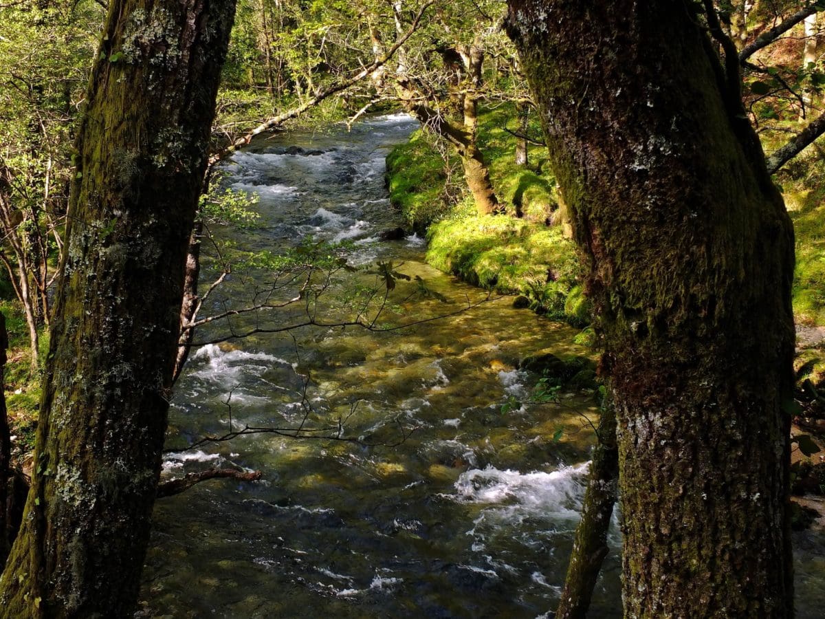 dřevo, řeka, voda, strom, list, příroda, mech, stín, krajina, Les