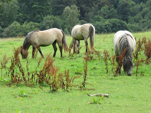 dyr, felt, jordbruk, hest, hingst, Ranch, kavaleri, grønt gress