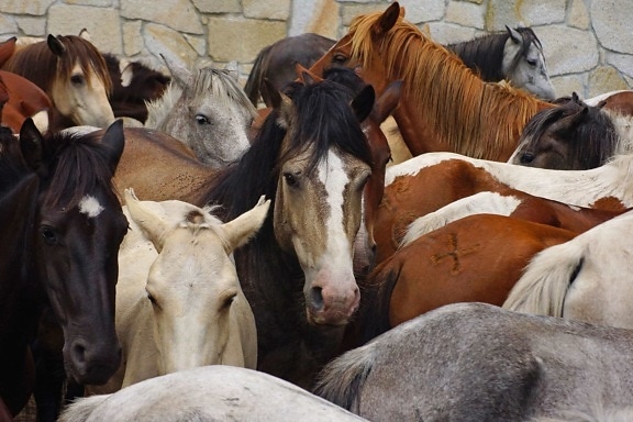 dier, cavalerie, vee, landbouw, vee, paard, Ranch