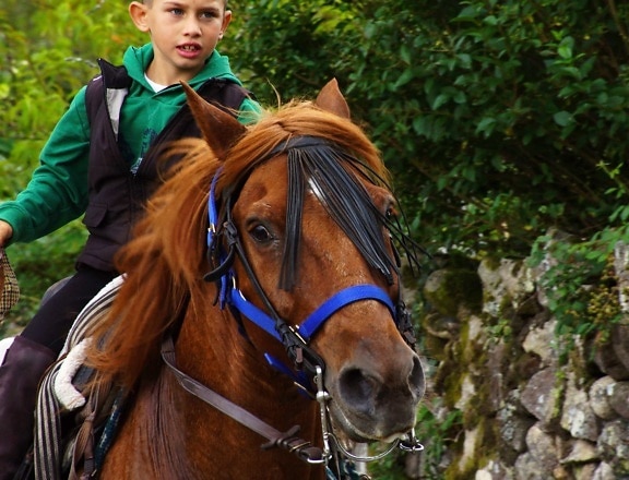 коричневый конь, кавалерия, животное, мальчик, жеребец, лошади, на открытом воздухе, ранчо