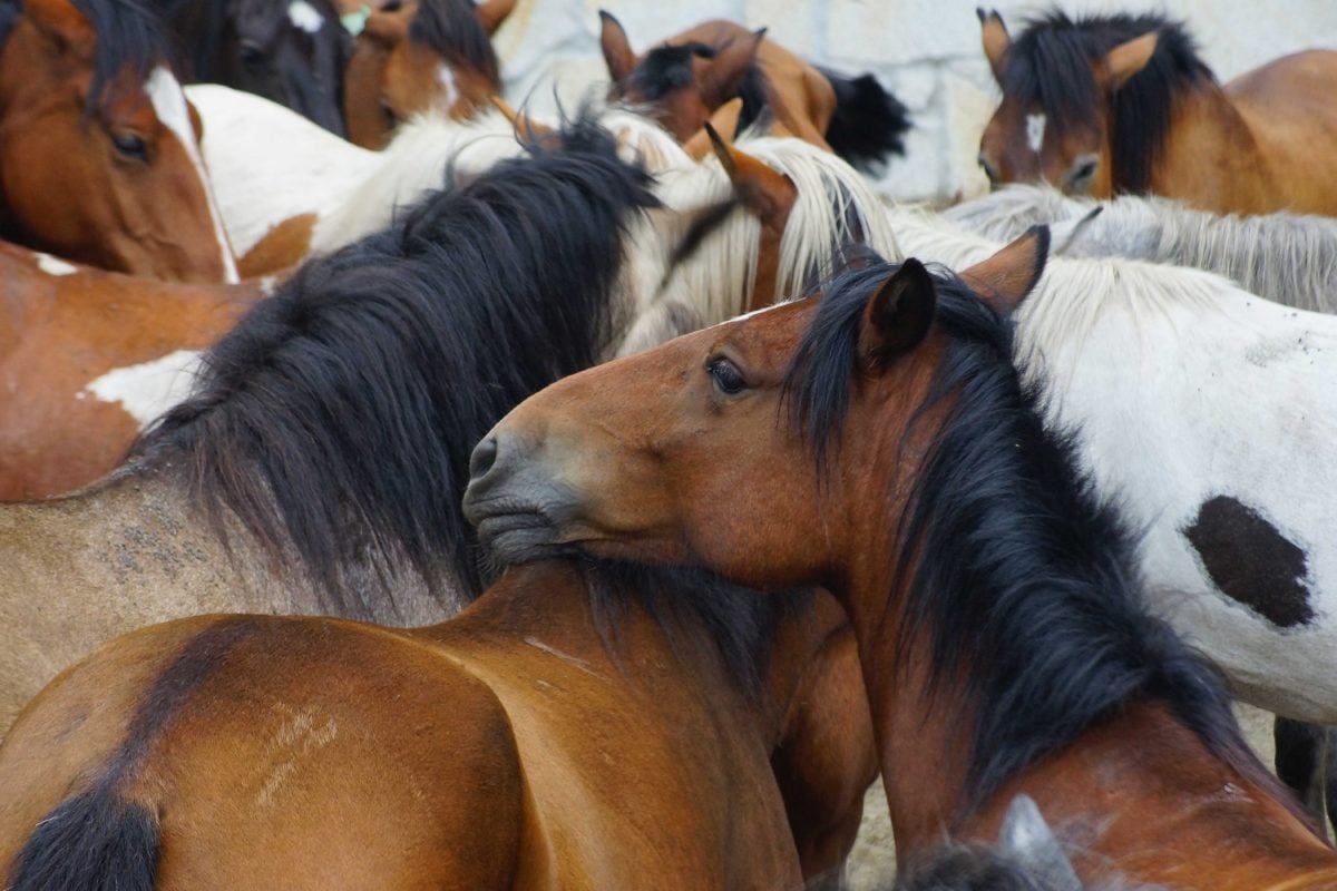 βοοειδή, ιππικό, των ζώων, κτηνοτροφία, καφέ άλογο, κτηνοτροφία