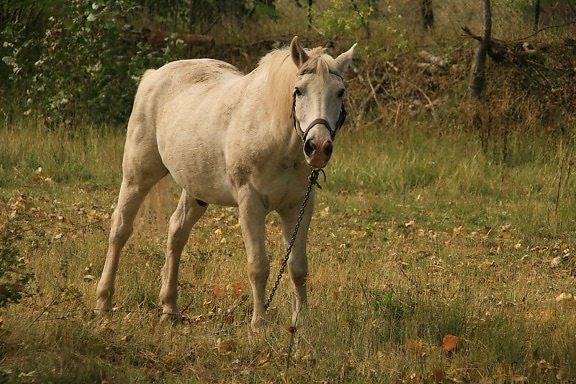 cheval blanc, herbe Gren, cavalerie, animal, étalon, équidé, poulain