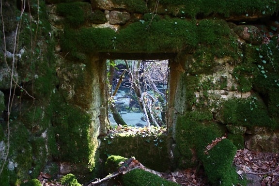 stone wall, moss, wood, tree, landscape, stone, window, outdoor