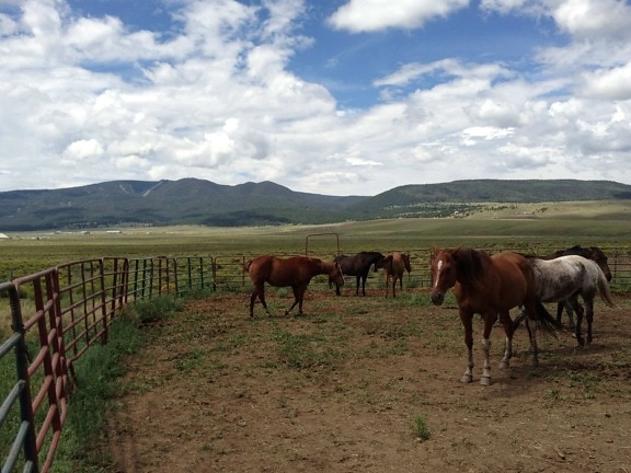 djur, Ranch, häst, gräs, fält, äng, Golgata