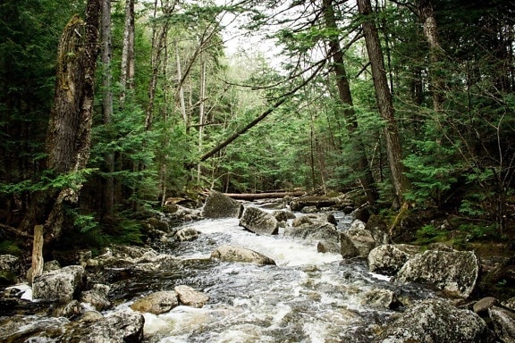 stream, moss, landscape, wood, creek, river, nature, water