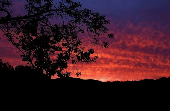 cielo púrpura, puesta del sol, silueta, árbol, paisaje, anochecer, retroiluminado, amanecer, noche