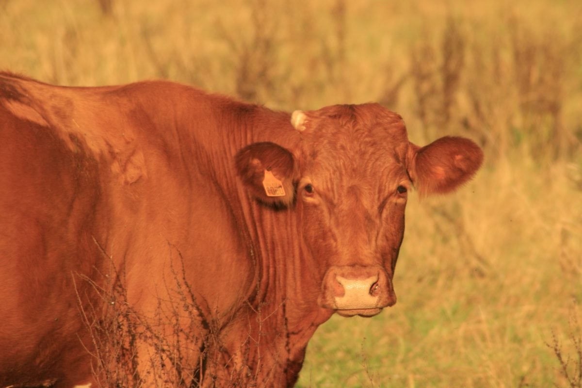 Free Picture Grass Livestock Brown Bull Agriculture Brown