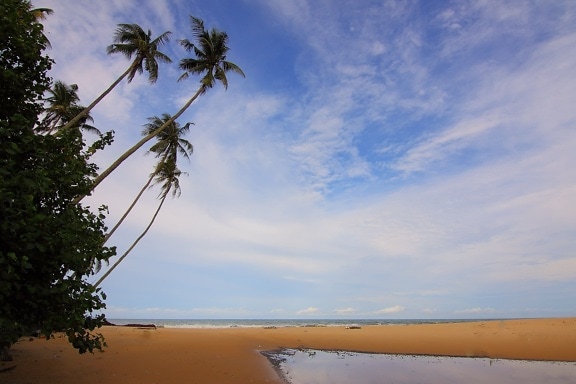вода, Голубое небо, дерево, пляж, Пальма, океан, песок, море, остров, рай